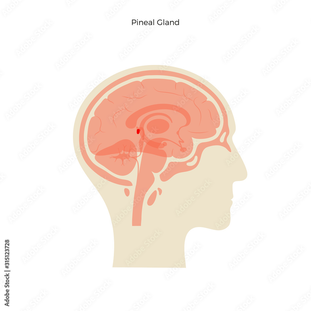 Vector isolated illustration of Pineal gland