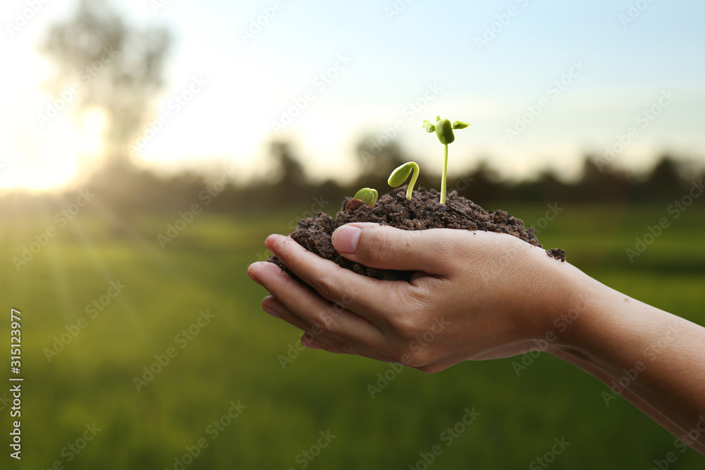 Agriculture. Farmer and nature baby plant in hands. Agriculture. Farmer and nature baby plant in hands.
