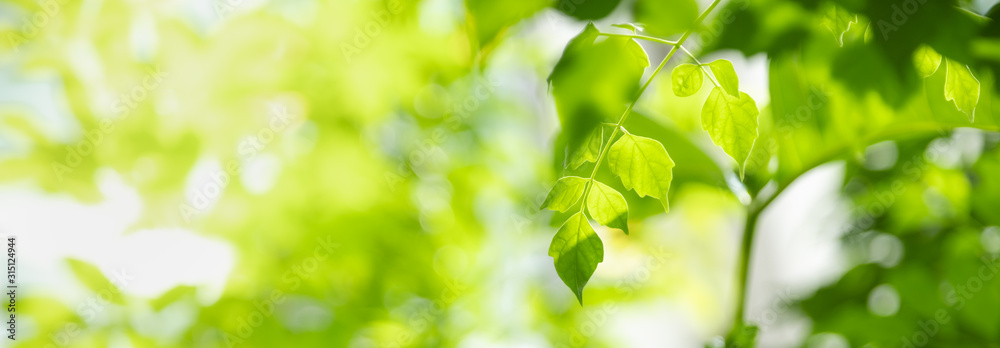 Close up of nature view green leaf on blurred greenery background under sunlight with bokeh and copy space using as background natural plants landscape, ecology cover concept. Close up of nature view green leaf on blurred greenery background under sunlight with bokeh and copy space using as background natural plants landscape, ecology cover concept.