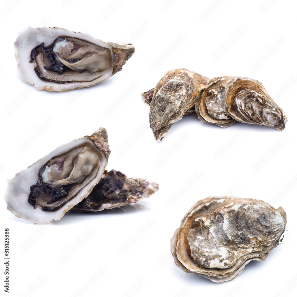 set of Fresh oyster set of Fresh oyster