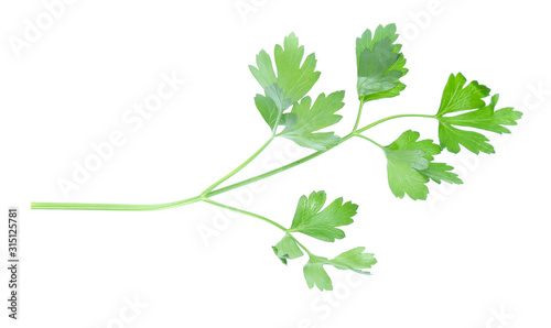 Parsley herb isolated on white background