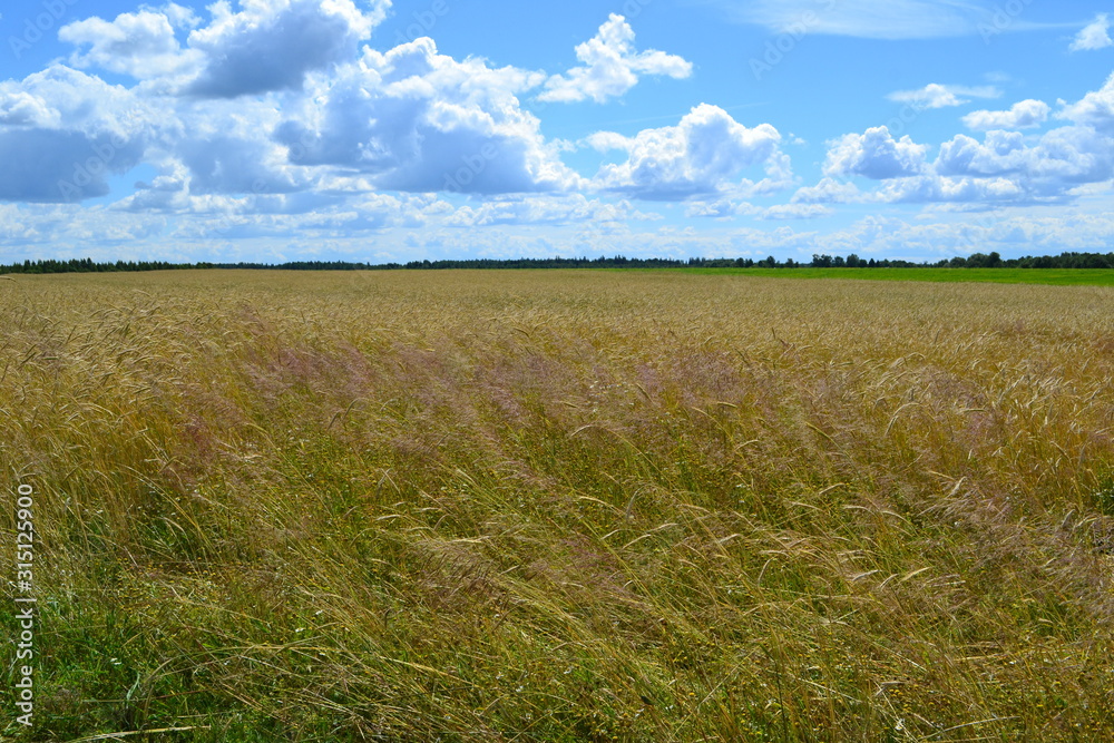 Obraz premium field