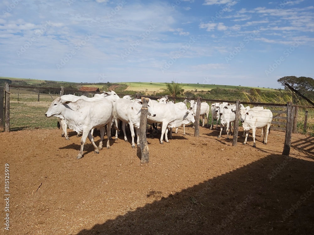 Obraz premium Nelore