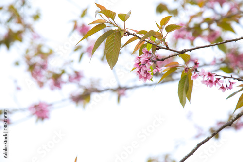 Beautiful cherry blossom or sakura in spring time over  sky