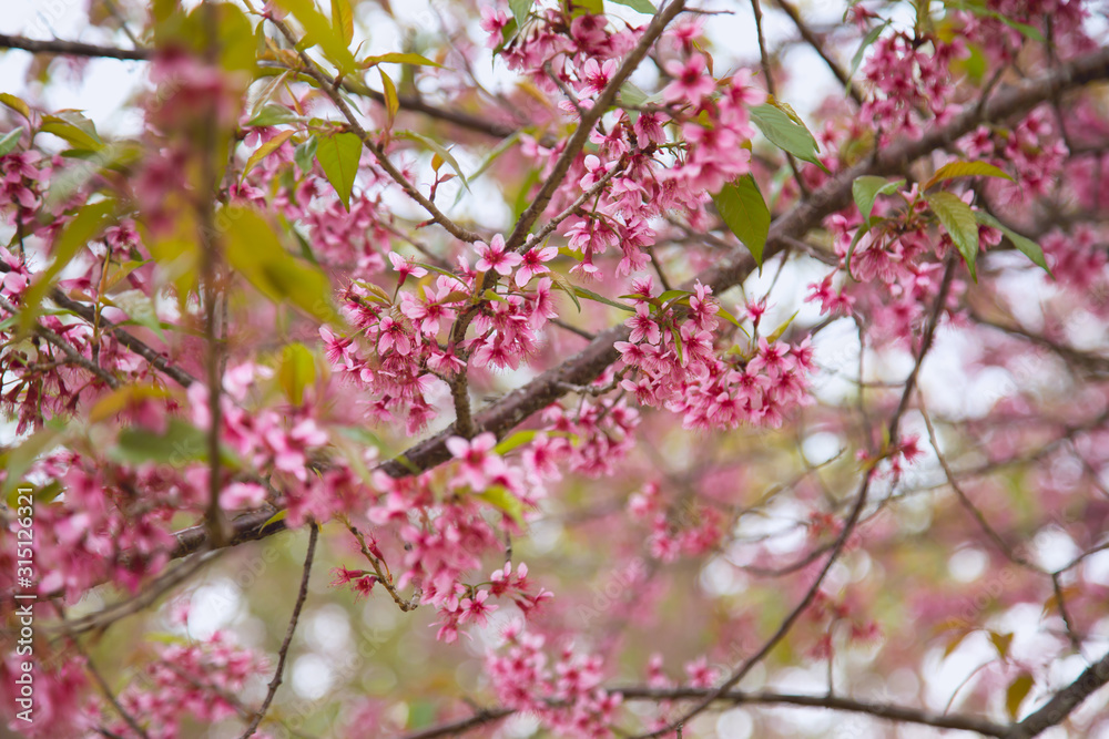 Beautiful cherry blossom or sakura in spring time over sky Beautiful cherry blossom or sakura in spring time over sky