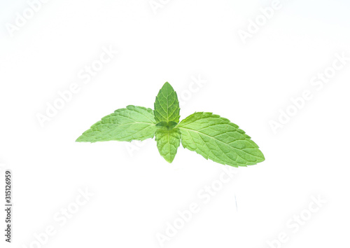 mint leaves isolated isolated on white