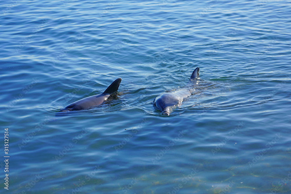 Naklejka premium Two wild dolphins in the water in Shark Bay, Australia