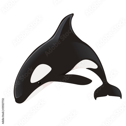 Killer whale(Orcinus orca) cartoon animal design ocean mammal orca flat vector illustration isolated on white background