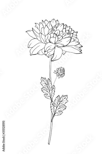 Fotografering One black outline flower chrysanthemum, branch and leaves
