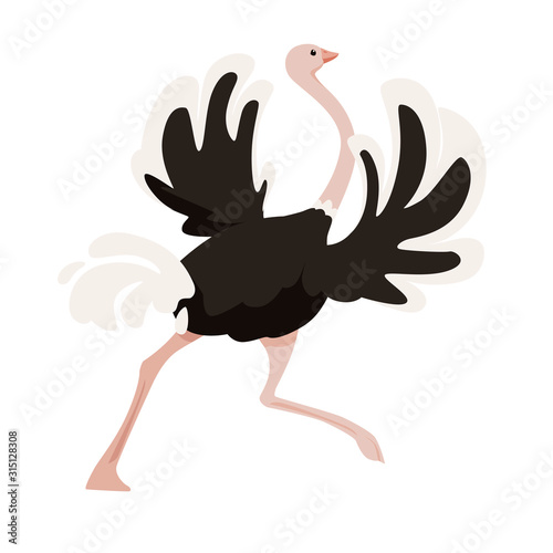 Cute ostrich running african flightless bird cartoon animal design flat vector illustration isolated on white background