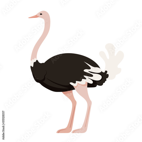 Cute ostrich stay on two legs african flightless bird cartoon animal design flat vector illustration isolated on white background