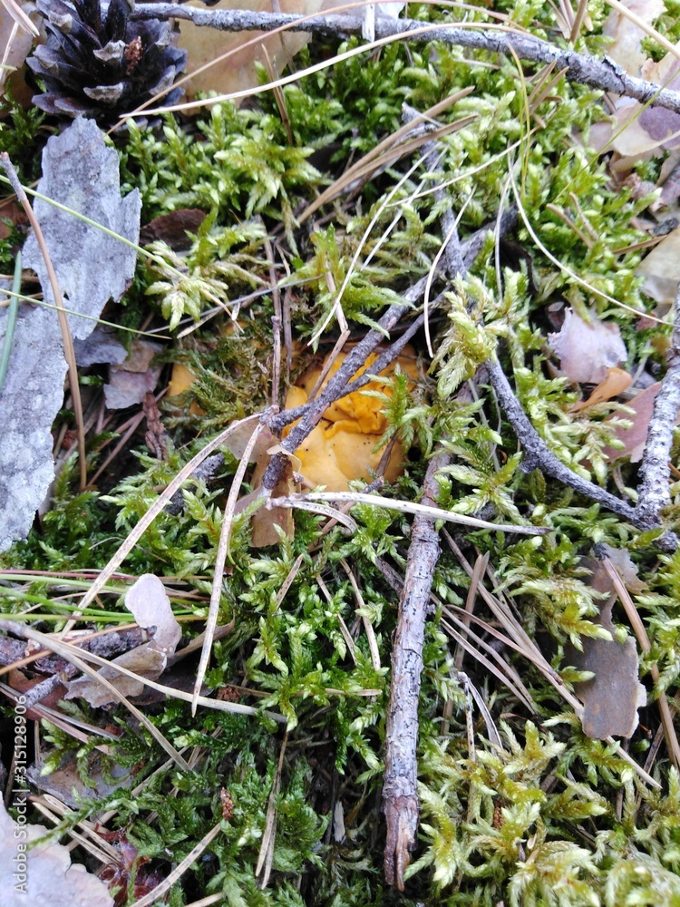 Autumn forest and mushrooms