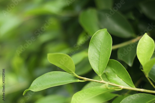 Closeup nature view of green leaf under sunlight. Natural green plants landscape using as a background or wallpaper