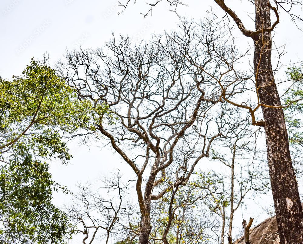 Fototapeta premium Close view of dry tree with out a leaf in day time.