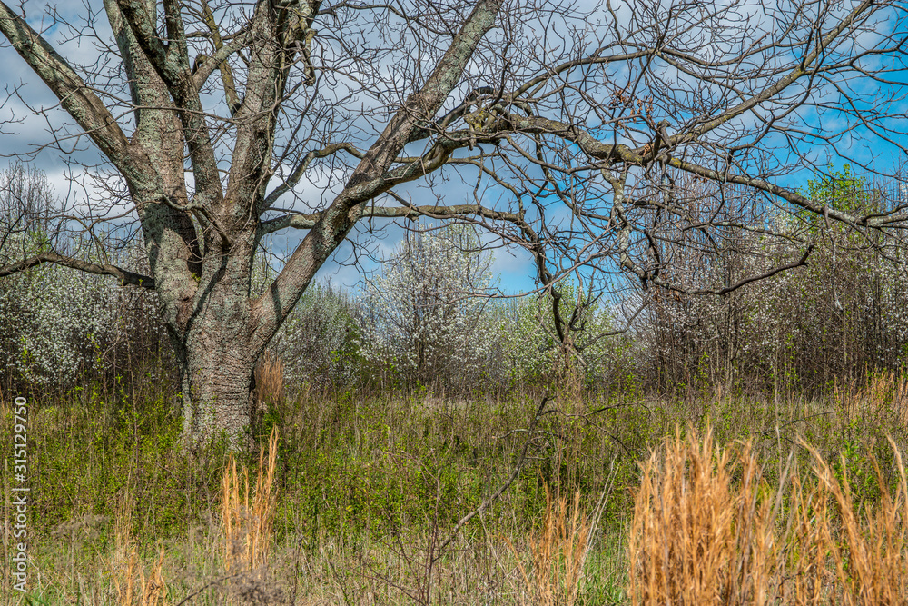 Fototapeta premium Large tree in a field