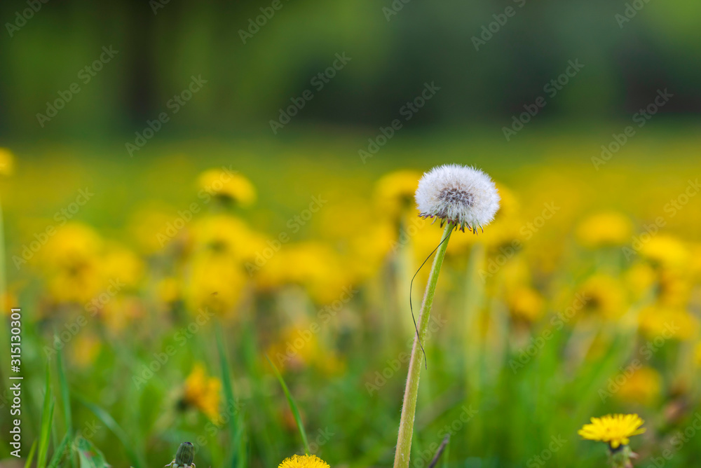 A very colorful dandelion field. Photographed close-up.