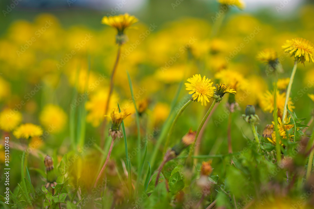 A very colorful dandelion field. Photographed close-up. A very colorful dandelion field. Photographed close-up.