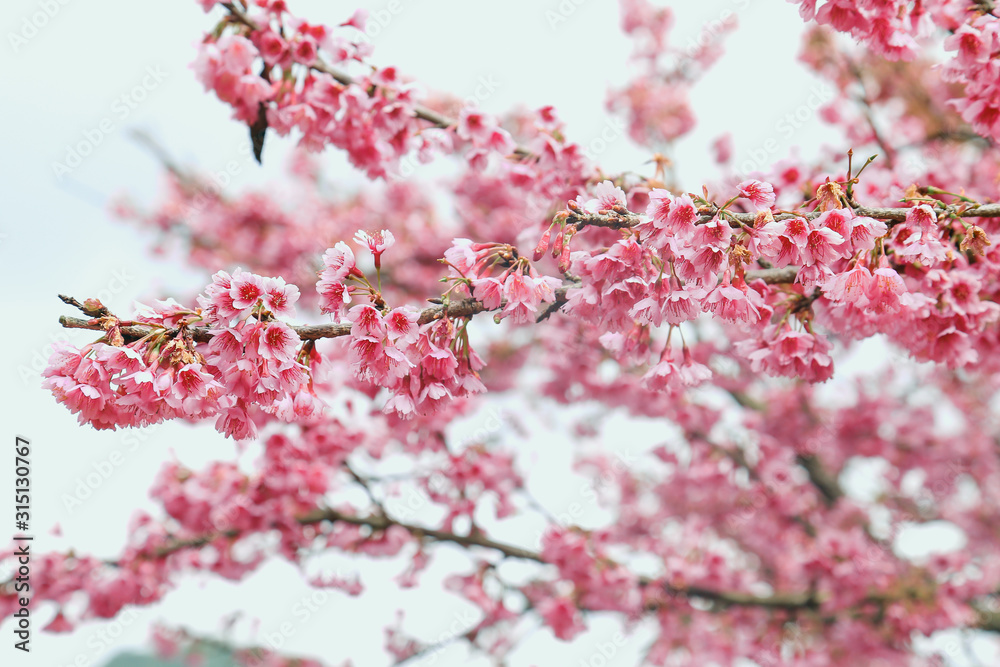Obraz premium Vintage sakura or cherry blossom