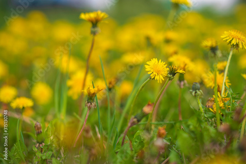 A very colorful dandelion field. Photographed close-up.