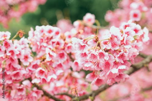 Vintage sakura or cherry blossom