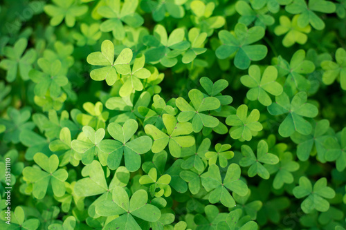 Texture of beautiful green clovers illuminated by the sun.
