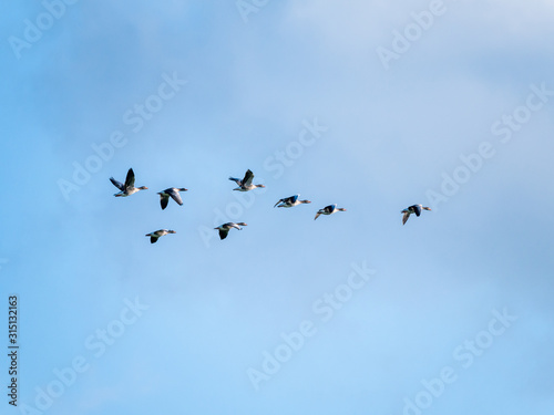 Group of 8 greylag goose, Anser anser, in flight against blue sky, Netherlands