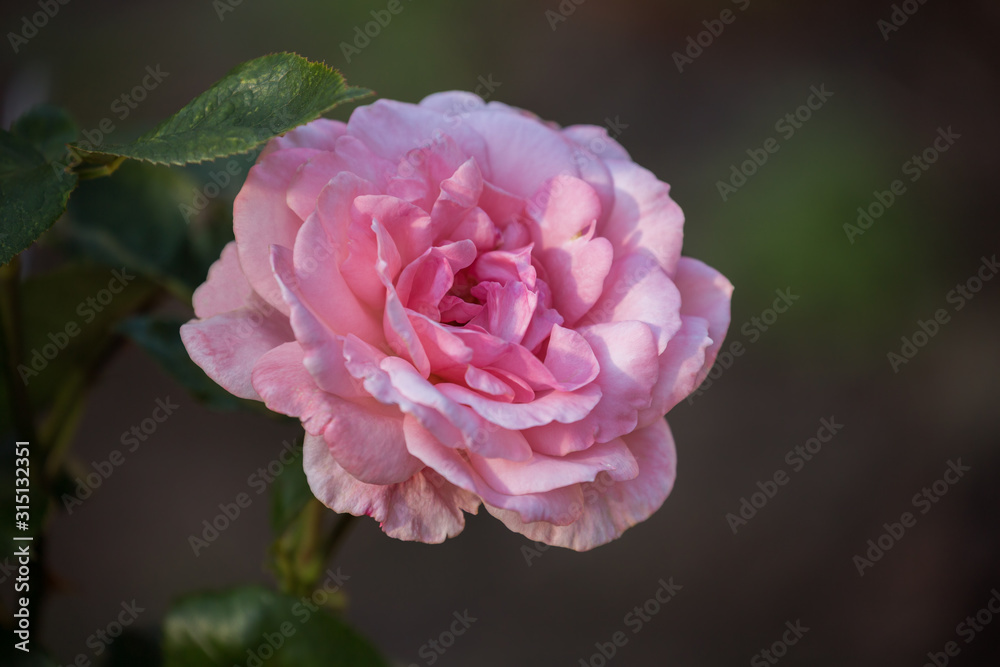 Pink rose varieties Carina Pink rose varieties Carina