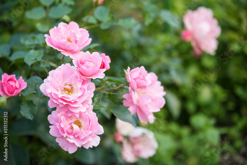 Pink Rose Sommerwind