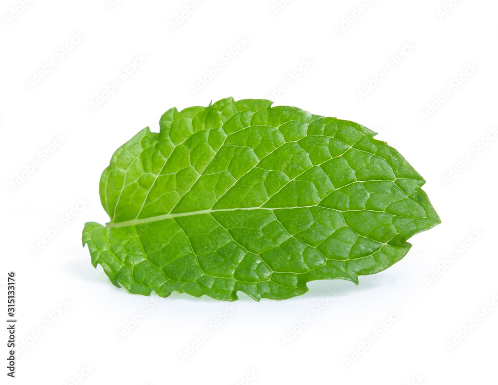 green mint leaf isolated on white background green mint leaf isolated on white background