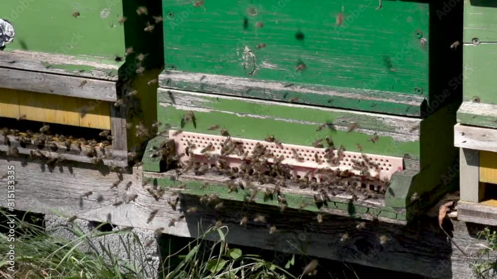 Bienenstock Bienenstock