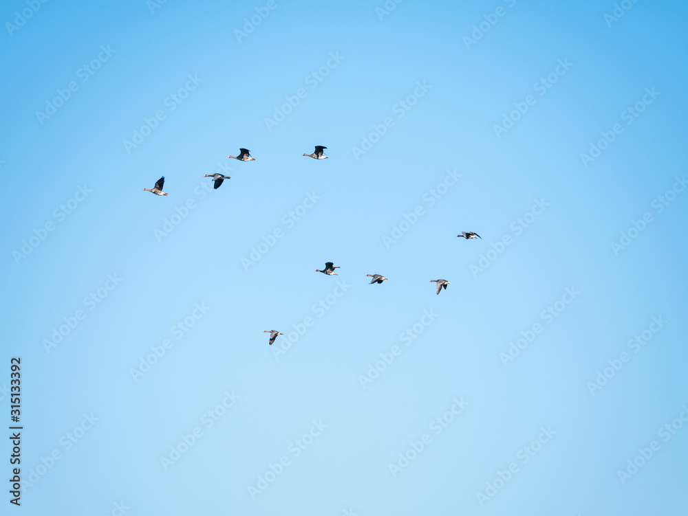 Group of white-fronted geese, Anser albifrons, in flight against blue sky, bird migration in Netherlands