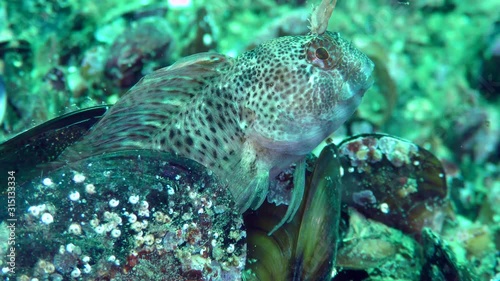 Male Tentacled blenny (Parablennius tentacularis) guards eggs laid in an empty mussel shell, close-up. photo