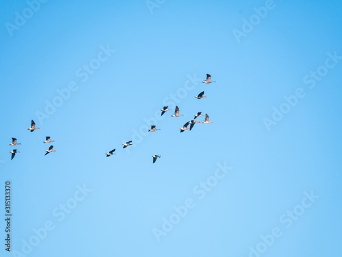 Flock of 2 barnacle geese and group of white-fronted geese flying against blue sky, bird migration in Netherlands