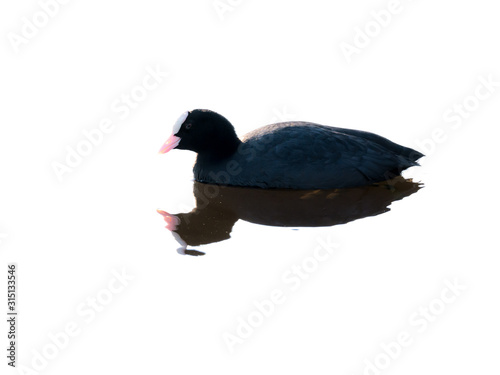 Black coot, Fulica atra, floating on water, Netherlands photo