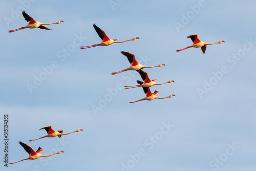 Group of flamingos flying at sunset in the Delta Natural Park of the Ebro river, Spain