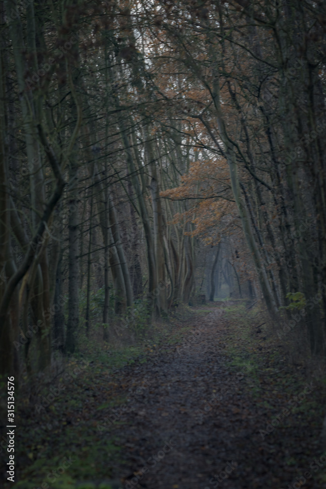 Naklejka premium Das Wäldchen im Dezemberabendnebel
