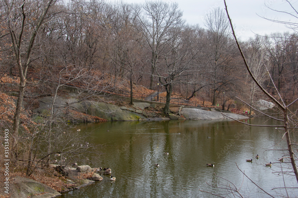 Obraz premium Geese in Central Park pond