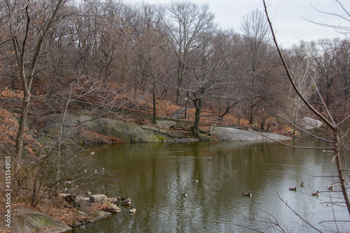 Geese in Central Park pond