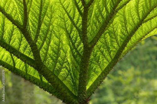 Mammutblatt Detail Blattspreite Gunnera photo