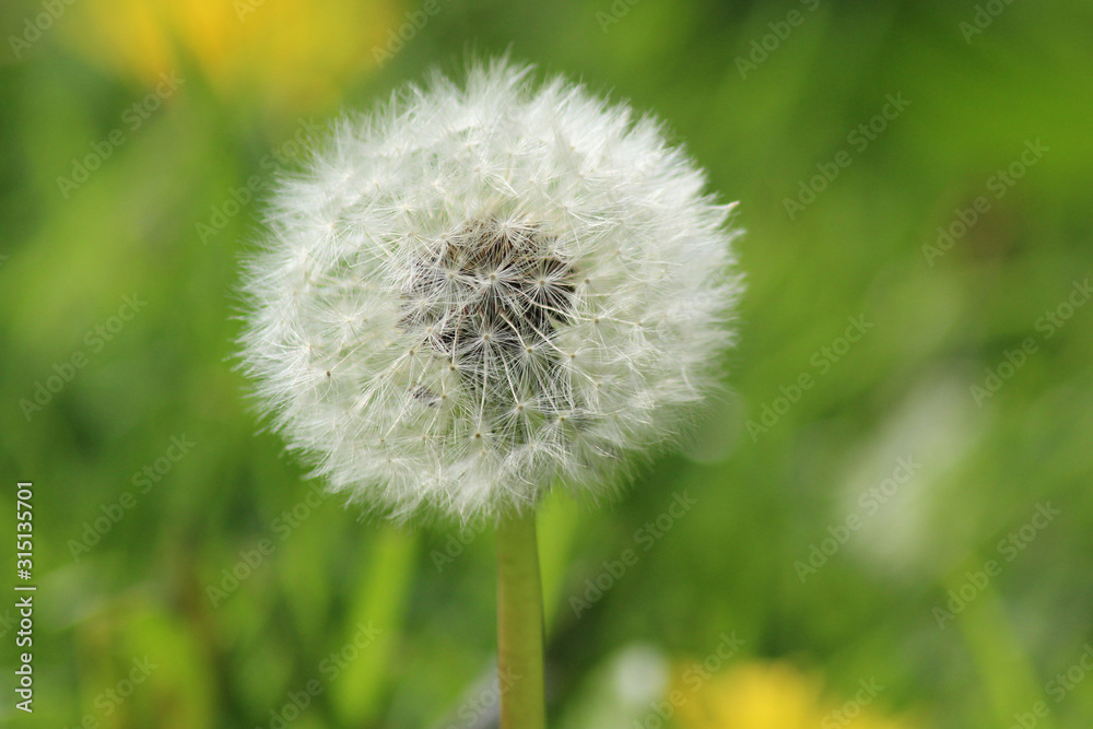 Dandelion Close up