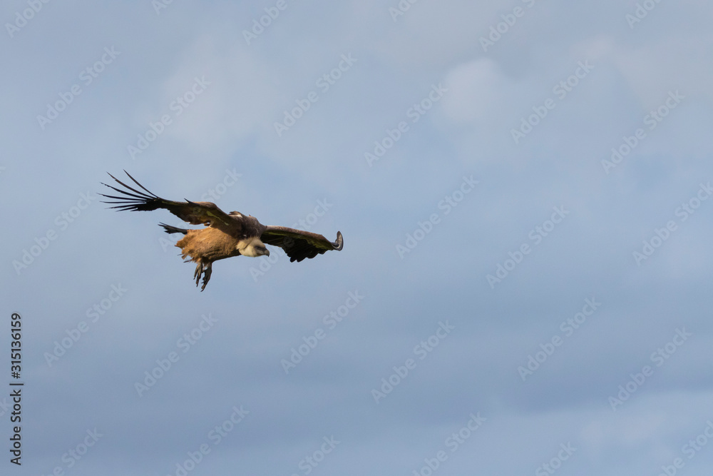 Obraz premium GRIFFON VULTURE, BUITRE LEONADO, Gyps fulvus, Mount Buciero, Liendo, Liendo Valley, Montaña Oriental Costera, The Way of Saint James, Cantabrian Sea, Cantabria, Spain, Europe