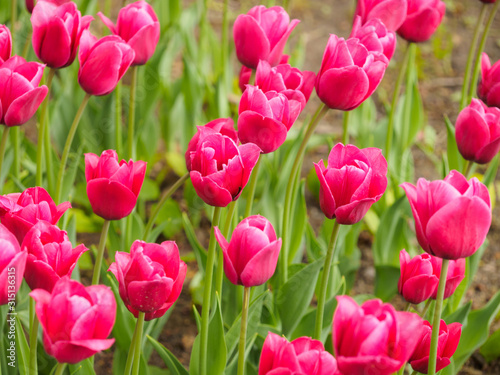 Pink tulips on a background of green leaves. Valentines day and women day concept