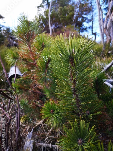 Sprigs of pine
