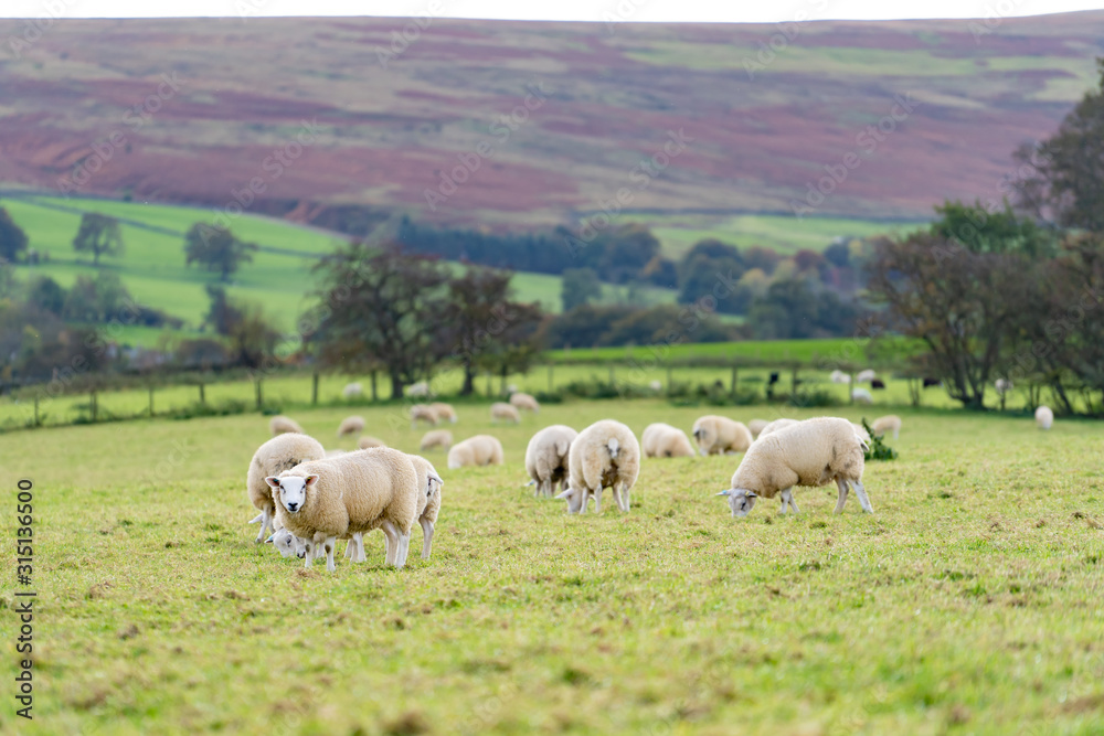 Field of white sheep in the highlands in Sky,Mountain range at sunset,Beautiful mountains landscape view,England , United of kingdom,UK Field of white sheep in the highlands in Sky,Mountain range at sunset,Beautiful mountains landscape view,England , United of kingdom,UK