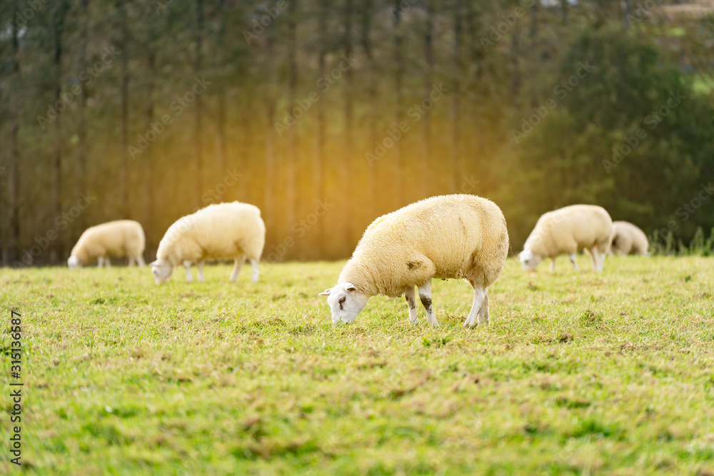 Field of white sheep in the highlands in Sky,Mountain range at sunset,Beautiful mountains landscape view,England , United of kingdom,UK Field of white sheep in the highlands in Sky,Mountain range at sunset,Beautiful mountains landscape view,England , United of kingdom,UK