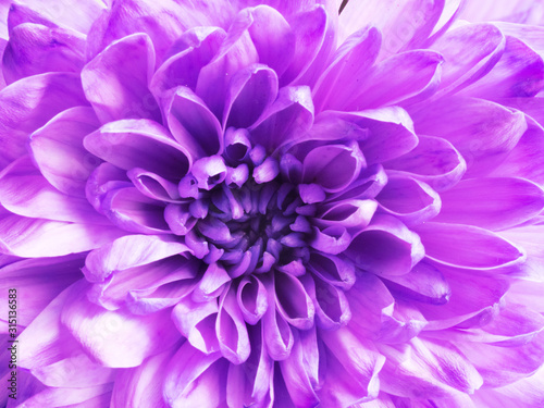 Background from purple chrysanthemum flower. Holidays concept valentine's and women day © zah108