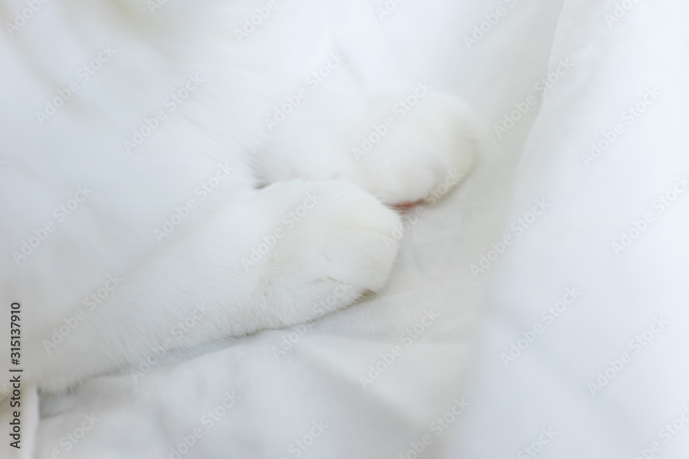 White cat's paws lies on a white sheet. The concept of pets, comfort, caring for animals, keeping cats in the house. Light image, minimalism, copyspace. White cat's paws lies on a white sheet. The concept of pets, comfort, caring for animals, keeping cats in the house. Light image, minimalism, copyspace.