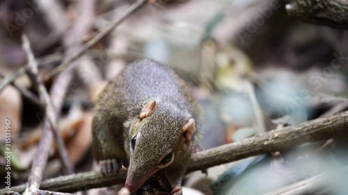 Northern Treeshrew perching on a branch.(Scientific Name : Tupaia belangeri) photo