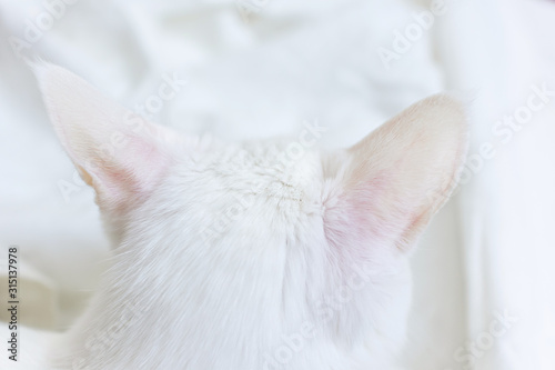 A white cat sits with its back on a white sheet. Only ears are visible. The concept of pets, comfort, caring for animals, keeping cats in the house. Light image, minimalism, copyspace. © Ольга Холявина