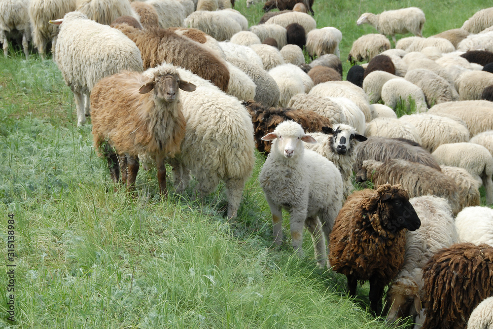Obraz premium A flock of sheep grazes in a spring meadow.